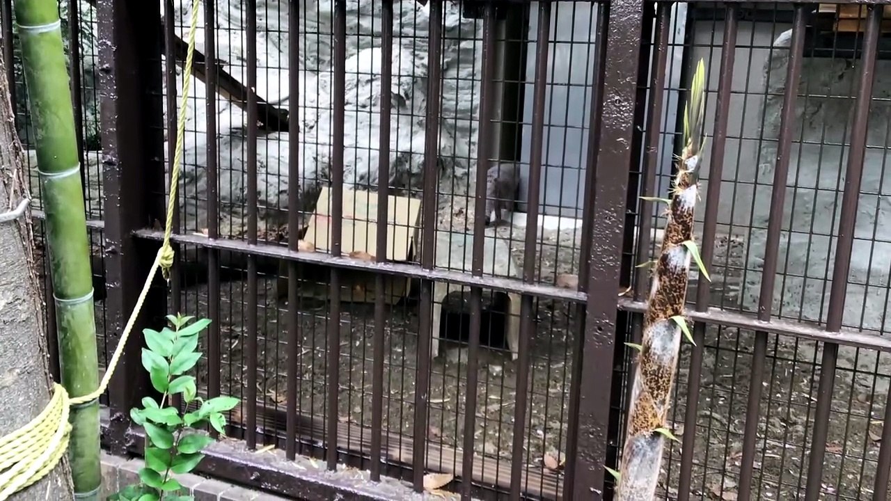 Figa the manul walks around and then goes to the backyard