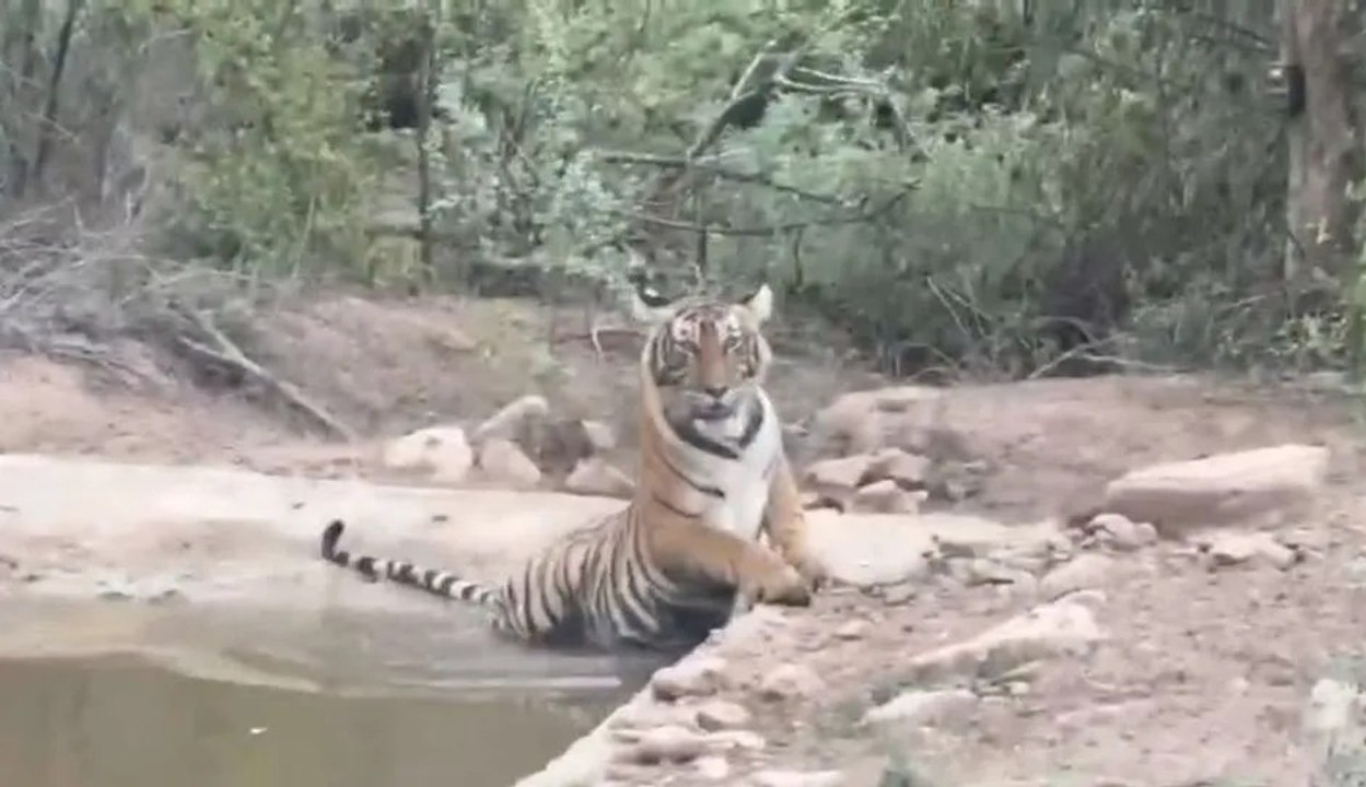 श्योदानपुरा में नजर आई बाघिन एसटी 19 व उसका शावक