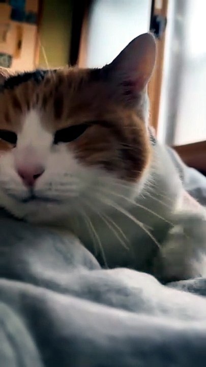 You Can’t Ignore This Peaceful Sleeping Kitten 🥺🐾