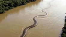 Imaginez, vous êtes en train de nager tranquillement et vous trompez nez à nez face à ce serpent. Quel serait votre première réaction ? 😲😅 (Vidéo ia) #snakes #snake #serpent
