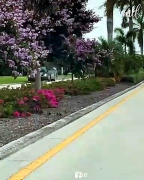 Woman stops traffic to let the ducklings go through! 🥰
