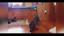 Funny Animals