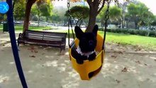 Funny Animals