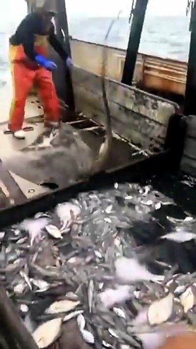 Man risks everything to save a trapped ray 🌊