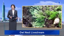 Rare Tawny Fish Owl Videos Captured by Taiwan Research Team