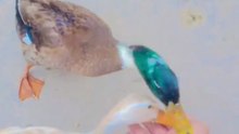 When Ducks Trust You This Much… They Bite Your Hand! 😂🦆