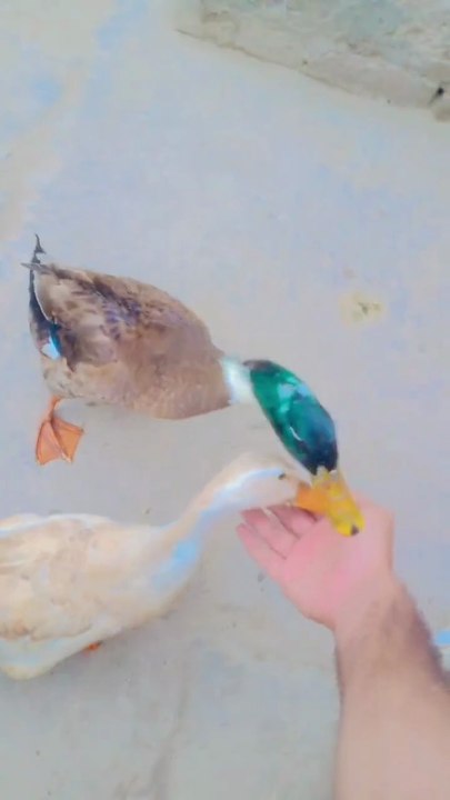 When Ducks Trust You This Much… They Bite Your Hand! 😂🦆
