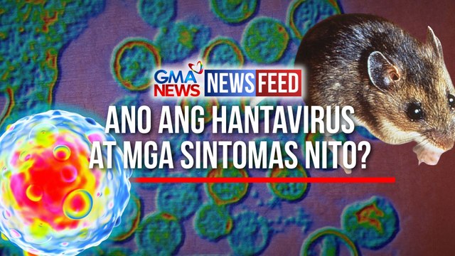 Ano ang hantavirus at mga sintomas nito? | GMA News Feed