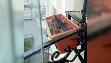 Duygulandıran anlar! Doluya rağmen yumurtalarını korudu
