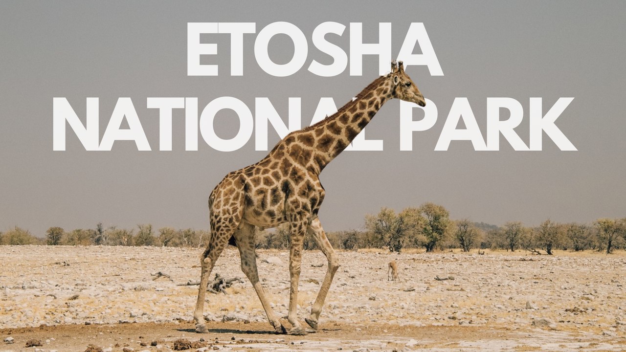 NOS PREMIERS JOURS DE SAFARI À ETOSHA | Voyage de noces en Namibie 💍🇳🇦