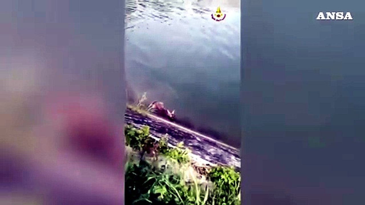 Vigili del fuoco salvano un capriolo finito in un canale nel Ternano