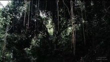 The Sound Of  Indonesia's Natural Forests - Pampering The Mind