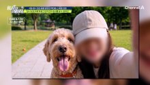 직장 문제로 임시 보호자에게 맡긴 반려견이 생사도 모른 채 사라졌다?!
