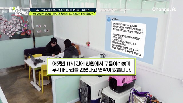 결국 세상을 떠났어요 반려견 맡긴 임시 보호자에게 온 심각한 문자!