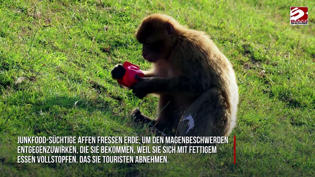 Affen 'essen Erde', um Folgen von Magenbeschwerden durch Junkfood zu bekämpfen