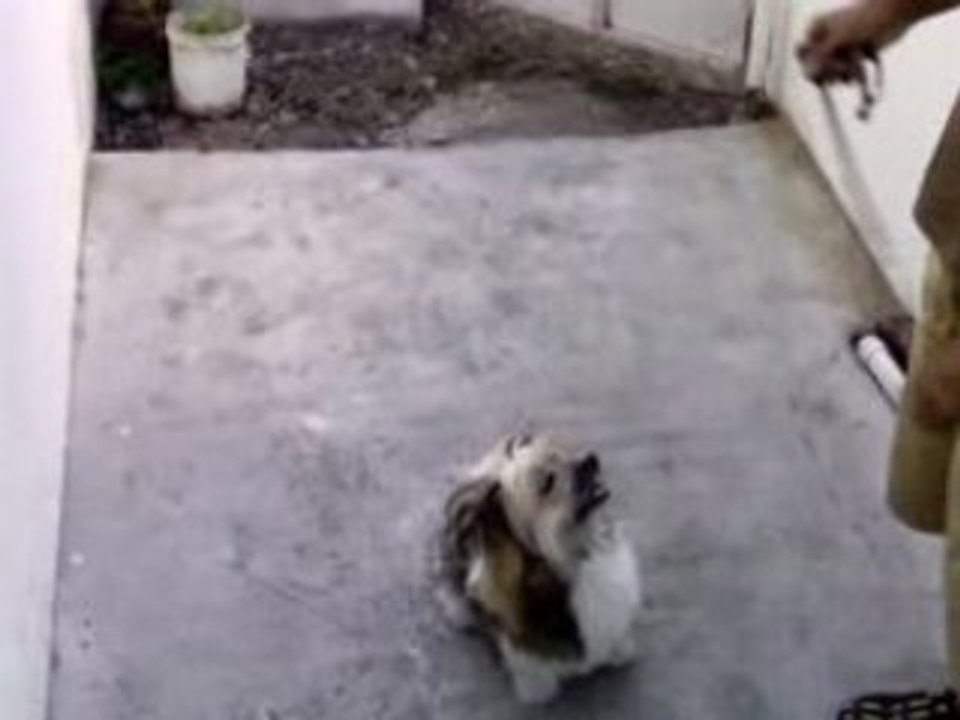 WONDER DOG