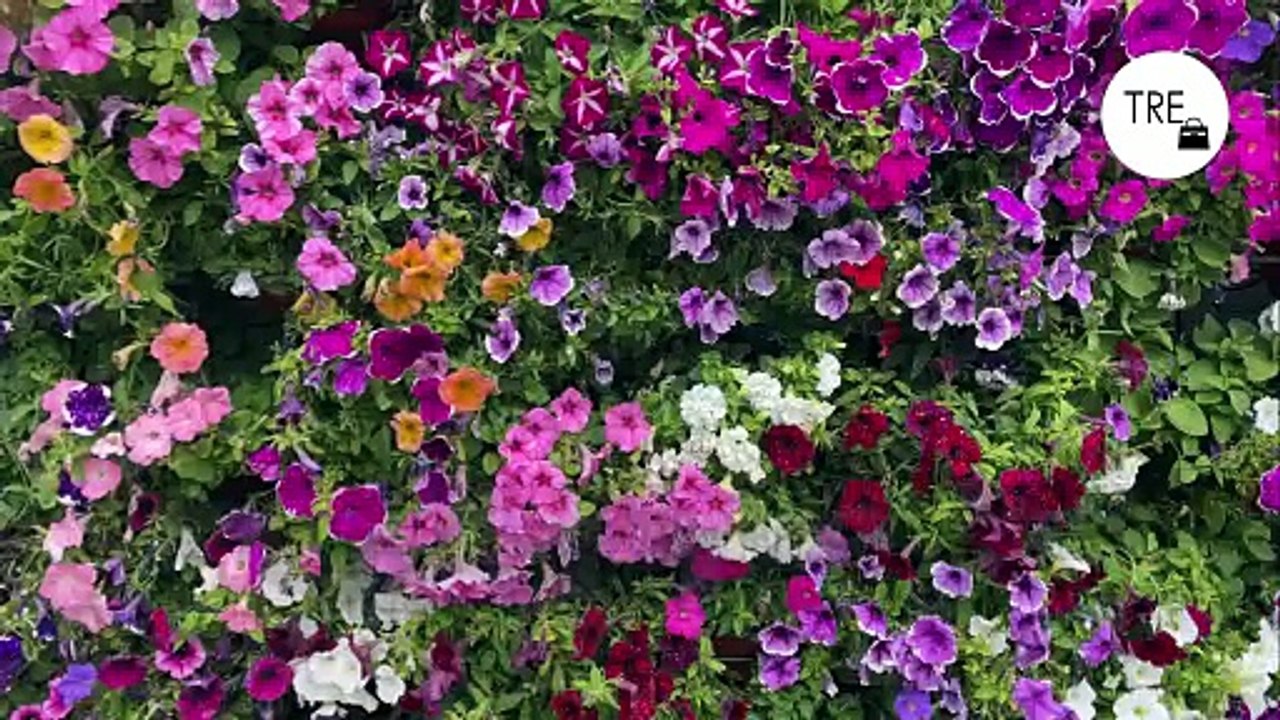 Nueve plantas con flor que crecen rapidísimo y transformarán tu jardín en pocas semanas