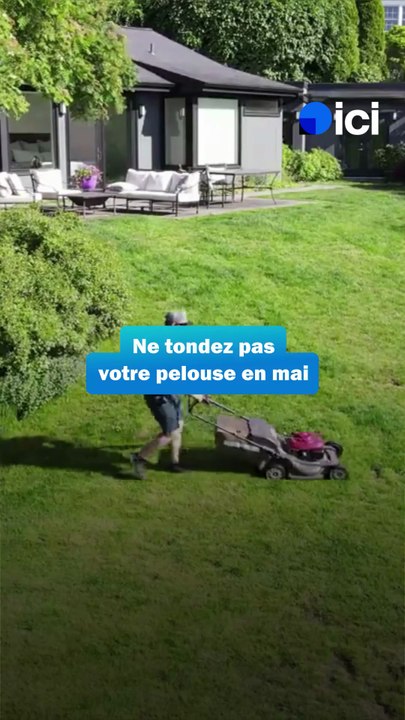 Jardinage : pourquoi est-il conseillé de ne pas tondre sa pelouse en mai ?