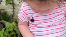 Funny father-daughter moment recorded on video as a bumblebee lands on her