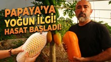 Tropikal papaya meyvesinde hasat heyecanı Kilosu 90 TL'ye kadar çıkıyor