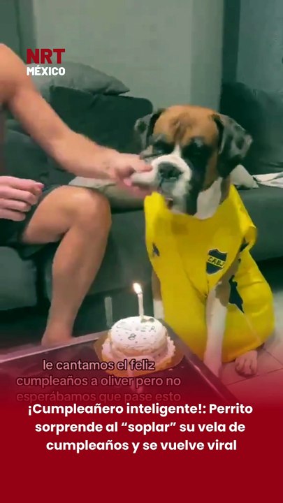 🎂🐶 Un perro se volvió viral luego de que fuera captado apagando con un “soplido” la vela de su pastel durante su celebración de cumpleaños.