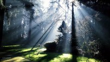 Nature Relaxation Music - Bird Sounds in the Jungle