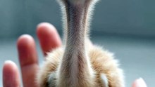 Pets Life #petslife #Viral #Funny #beauty