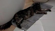 You wanted to have some time alone ... but your cat is already there :) #cat #funnycats #Catlover #mainecoon