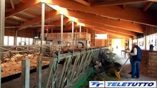 Video News - Monno, nuova stalla ai piedi del Mortirolo