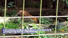 Pertama di Lampung, 2 Anak Harimau Sumatra Lahir di Lembah Hijau