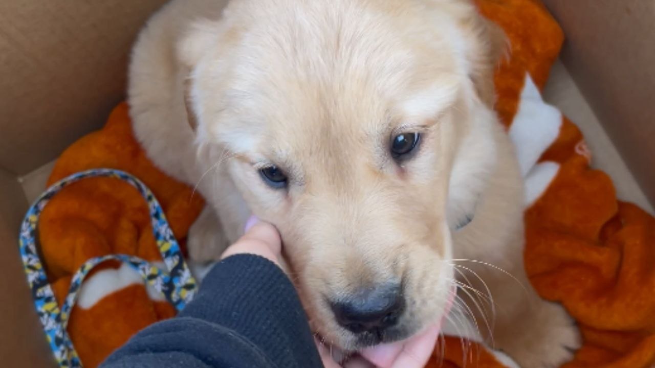 Young Girl Left Speechless After Receiving a Puppy Surprise