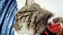 イヤホンが気になるシフォン