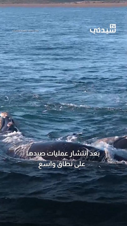 أنقذها من الانقراض.. وفاة روجر باين مكتشف غناء الحيتان