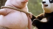 مقلب الباندا في الخنزير🐼🚫🐷