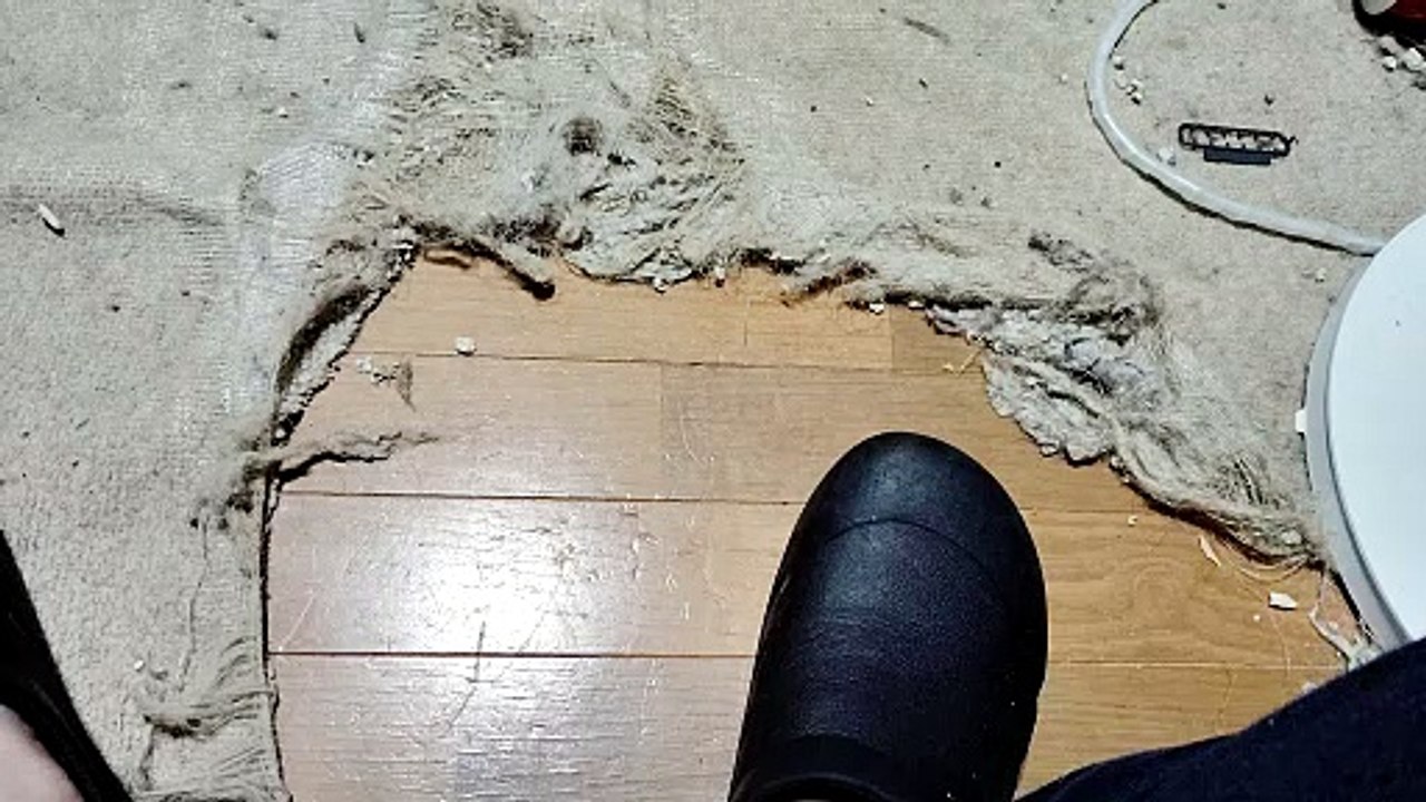 シフォンを撫でる5