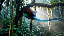 Resplendent Quetzal Flight Glow
