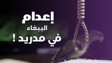 للتخلص من الإزعاج .. مدريد تقرر إعدام 11 ألف ببغاء