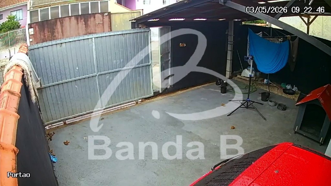 Vídeo mostra pitbull escapando de casa e atacando idoso na rua na Grande Curitiba