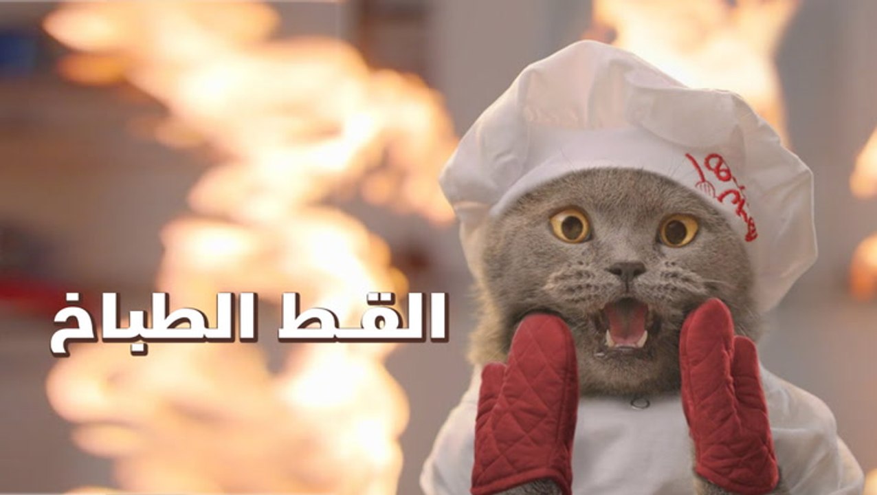 القط الطباخ