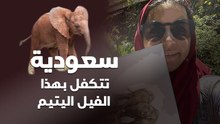 خاص سيدتي| سعودية تتكفل بهذا الفيل اليتيم