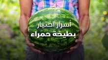 أسرار اختيار بطيخة حمراء