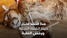هذا الأسد اختار حياة القطة الاليفة ورفض الغابة
