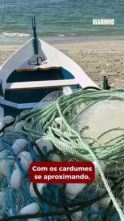 Safra da tainha começou e redobra a fiscalização na orla de BC