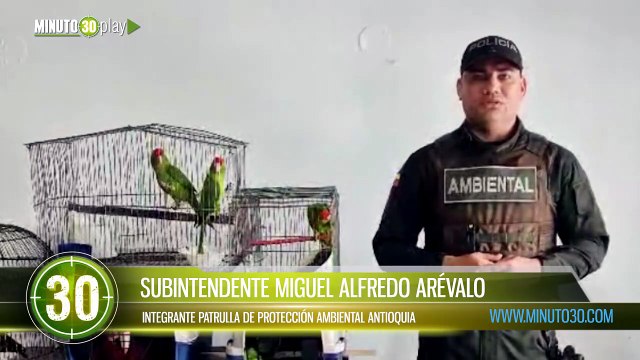 Seis aves silvestres fueron recuperadas en Antioquia en medio de operativos ambientales