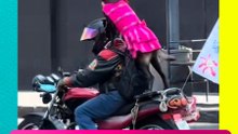 Perrita “motomami” conquista CDMX y se vuelve viral