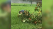 Backyard Fails