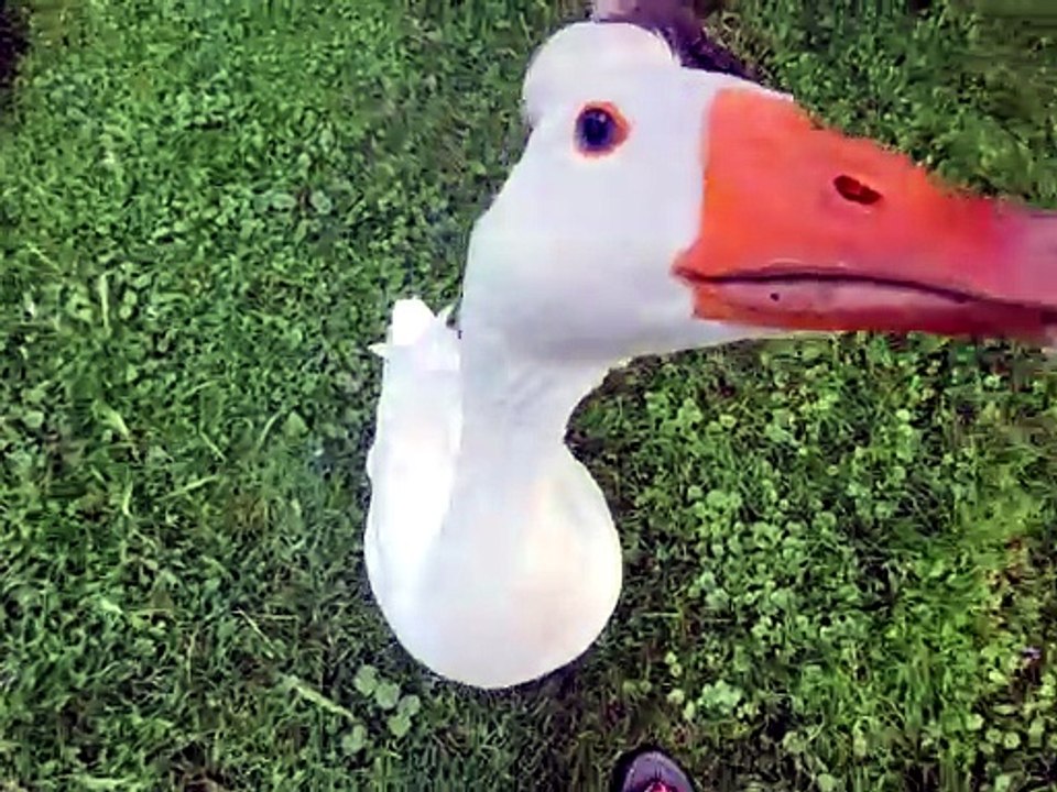 Lemongrab needs you all to know how handsome he is! | #SparklegleamFarm #Tooey #Lemongrab #homestead #geese #farmanimals #soft #cute