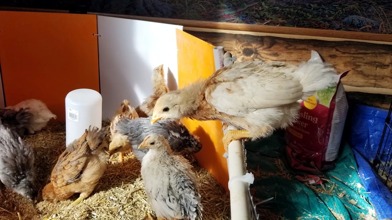 Morning sunshine streaming through the window onto the wee chicks. | #SparklegleamFarm #Chicken #homestead #farmanimals #cute