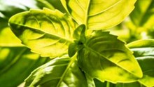 5 Benefits From Basil To Human's Health