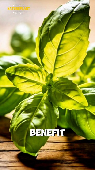 5 Benefits From Basil To Human's Health